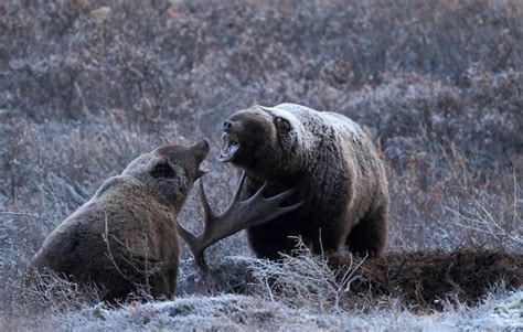 grizzlies fighting over a moose carcass | Moose hunting, Bear, North to ...