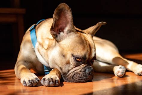 Dog Lethargy: Causes and Treatments) | Dutch