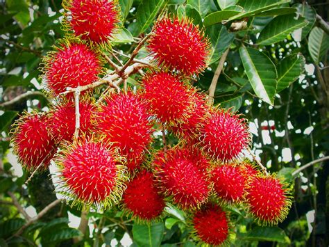 Rambutan - Khao Lak's Hairy Fruit