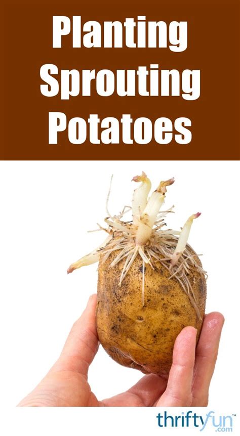 Planting Sprouting Potatoes | ThriftyFun