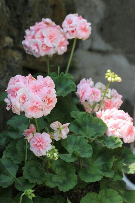 Geranios dobles matizados💐💐💐 | Geranium plant, Geranium flower ...