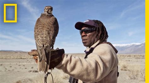 Peregrine Falcon Hunting Technique