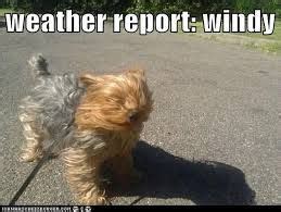 Funny Windy Day Quotes - ShortQuotes.cc