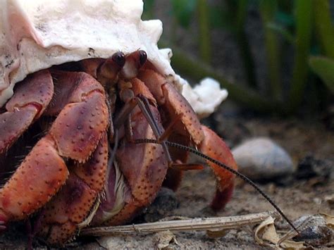 hermit crab care hermitrabpatch.com | Hermit crab shells, Hermit crab ...