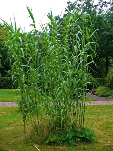 Arundo donax - Alchetron, The Free Social Encyclopedia