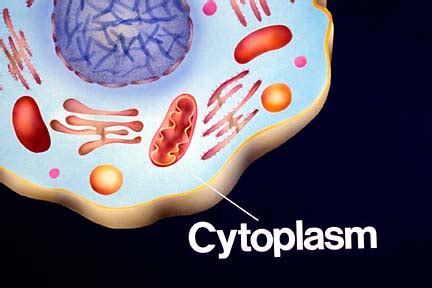 Cytoplasm