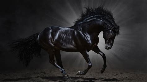 Download Gorgeous Black Running Horse Wallpaper | Wallpapers.com