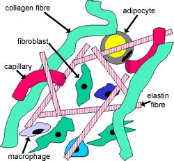 Describe the Structure and Function of the Connective Tissue Matrix