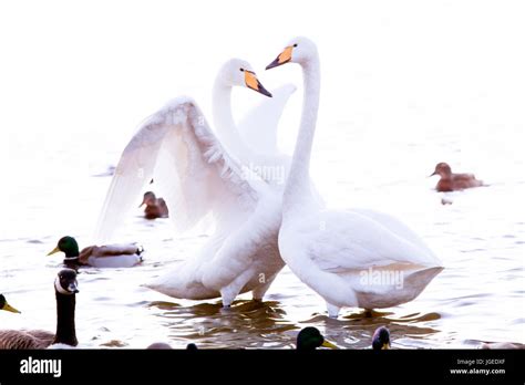 Whooper Swan is the only swan on Iceland Stock Photo - Alamy