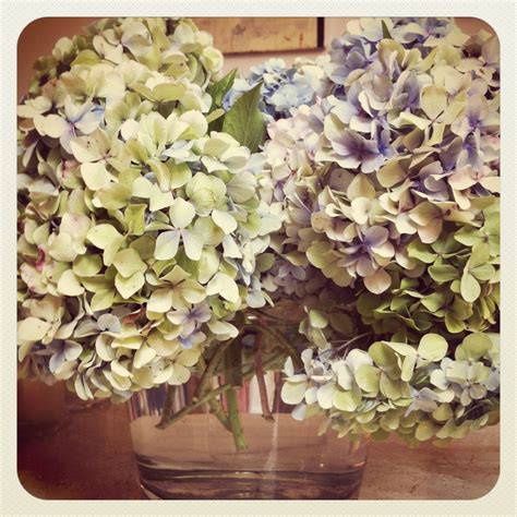 hydrangeas - colour scheme | Flower arrangements, Hydrangea colors ...