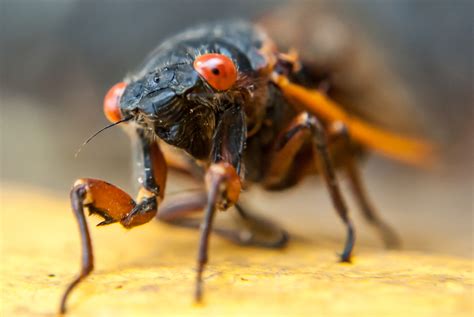 Cada 17 años, las cigarras emergen de la tierra y este año miles de ...