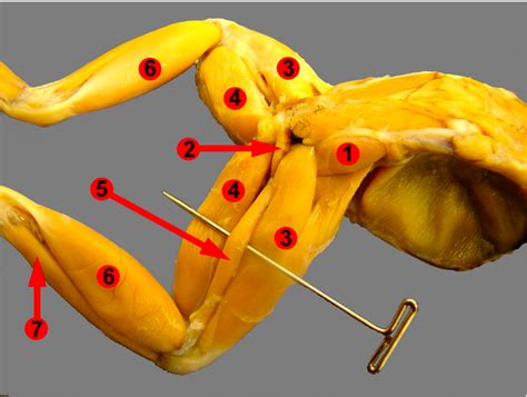 Dorsal frog leg muscles Diagram | Quizlet