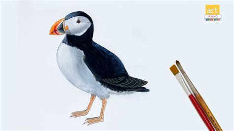 Tufted Puffin Drawing