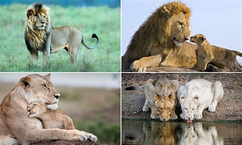 Incredible photographs show African lions in their stunning natural ...