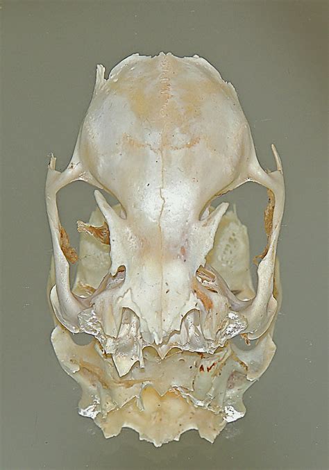 Rabbit Skull | webeyer | Flickr