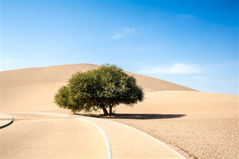 The oasis in the Gobi Desert - the biggest tourist center in the north ...