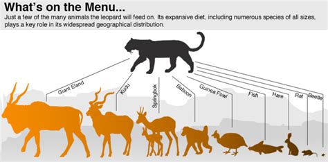 Revealing the Leopard | What’s on the Menu for Leopards | Nature | PBS