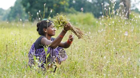 Empowering The Baiga Tribe To Farm Sustainably | Nature inFocus