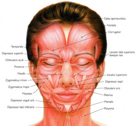 Human Facial Muscles that are Responsible for Different Expressions ...