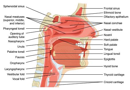 Structures & Functions of the Nasal Cavity, Mouth & Pharynx | Study.com