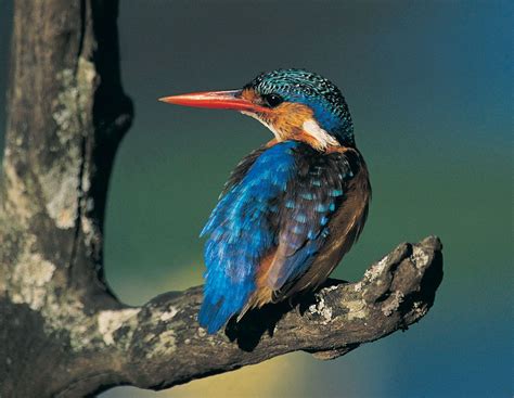 Kingfisher | Types, Habitat & Diet | Britannica