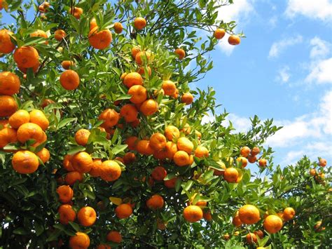 Southern Fruit Trees: Learn About Fruit You Can Grow In The South