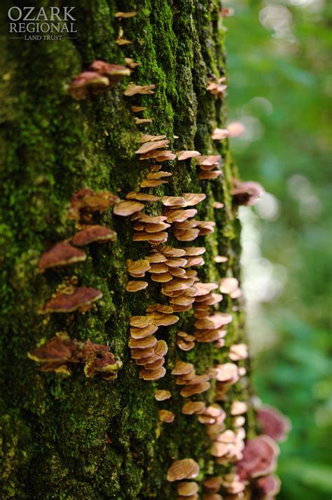 Fungus on Tree | Ozark Land Trust