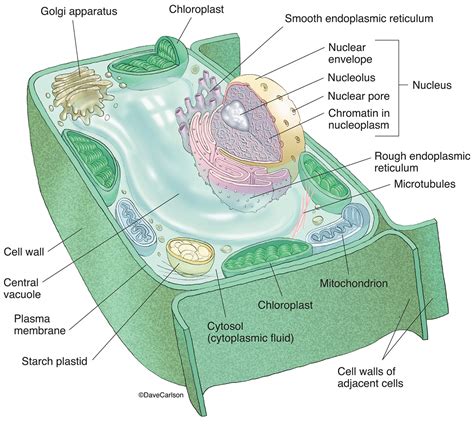 Organisation Of Plant Cell - The Nucleus and Ribosomes | Boundless ...