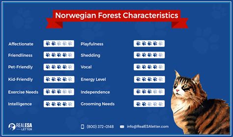 Getting to Know the Norwegian Forest Cat's Personality - Norwegian ...