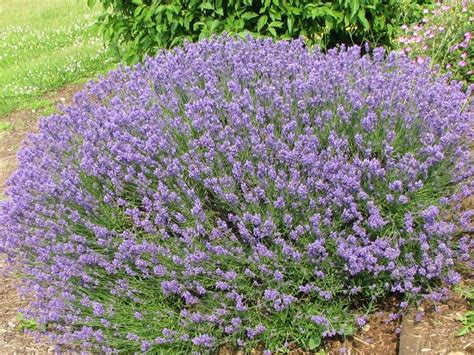 Provence Lavender | Drought tolerant garden, Drought resistant plants ...