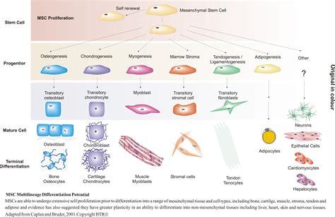 Osteogenesis