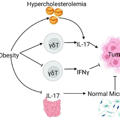 IL-17 cytokine family producing cells, targets, and effector molecules ...