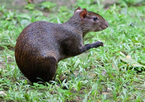 Agouti - Learn About Nature