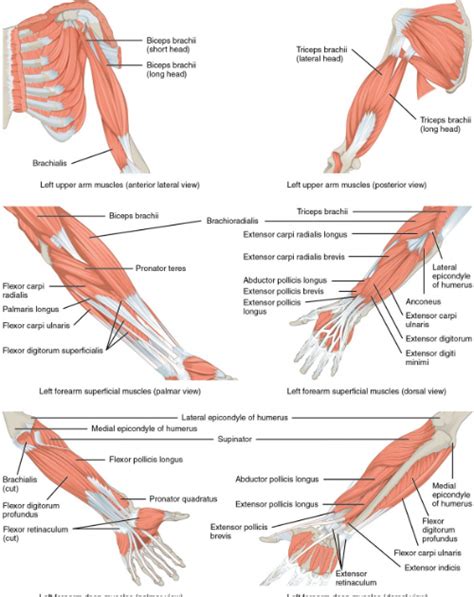 Anatomi Otot Bagian Anterior Pada Tangan Dan Pergelangan Tangan Manusia ...