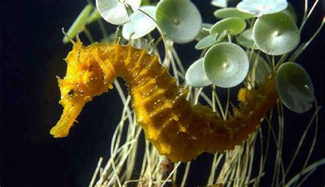 Long-snouted seahorse (Hippocampus guttulatus) | adriaticnature