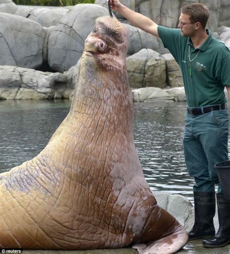 Open wide! Baby walrus gets its teeth inspected as German zoo gives ...