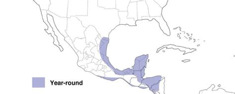 The 7 Oriole Species in Texas! (w/ Range Maps) - Bird Watching HQ