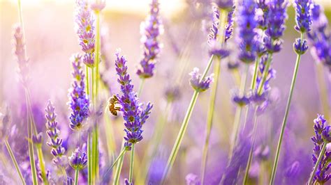 Lavender Desktop Wallpapers - Top Free Lavender Desktop Backgrounds ...