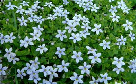 Blue Star Creeper is an easy to grow, long blooming, mat formning ...