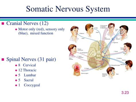 Somatic nervous system examples - libraryxoler