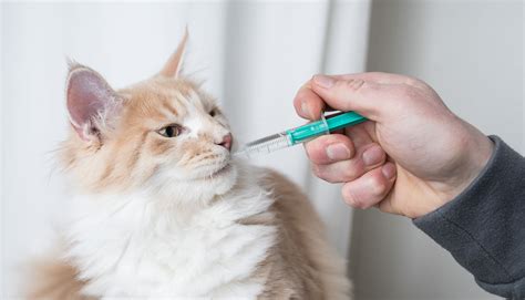 Bad Blood: Treating Mycoplasma and Bartonella in Cats - BluePearl Pet ...