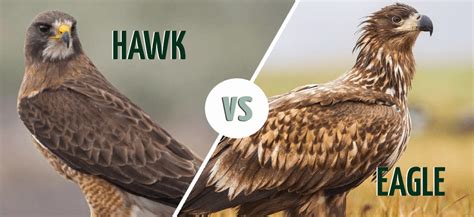 Hawk vs Eagle: What’s the Difference? (With Pictures) - Optics Mag