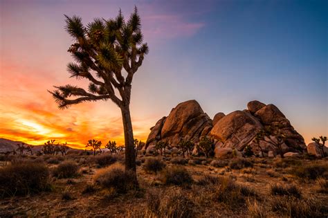 Joshua Tree National Park | Visit California