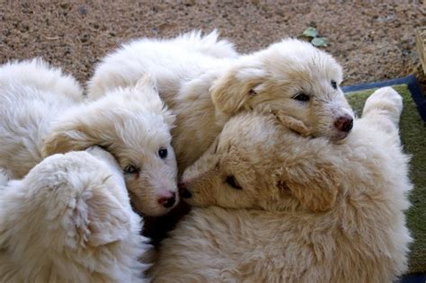 Maremma Sheepdog - A Breed That Spans The Ages - Animal Corner