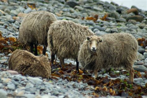 North Ronaldsay seaweed-eating sheep | Shirley Grant | Flickr