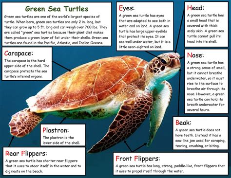 How Do Green Sea Turtles Breathe