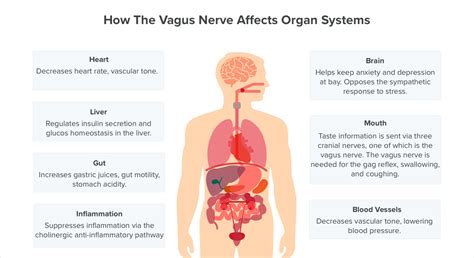 vagus nerve system | Manly Village Medical