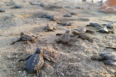 76 na pawikan hatchlings, pinakawalan sa dagat sa Camarines Sur | ABS ...