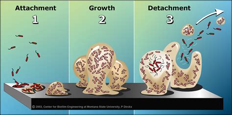 Biofilm basics: Section 1 - Center for Biofilm Engineering | Montana ...