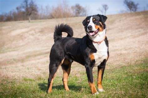 Appenzeller mountain dog excellent puppies